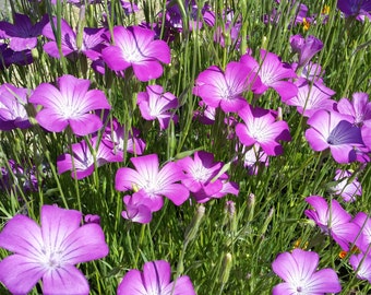 50 Corncockle flower seed, English garden, pink cut flower seed, heirloom flower seed, Agrostemma seeds, annual flowers seeds