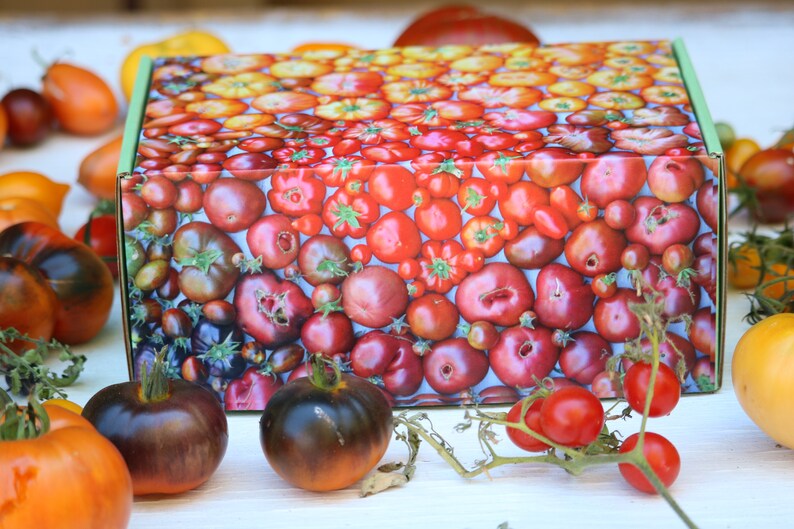 SALE Heirloom Tomatoes garden kit in a gift box with organic tomato seeds growing supplies, DIY tomato kit garden gift for tomato lovers image 3