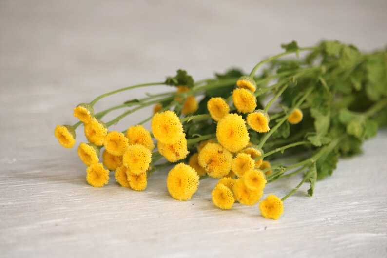 100-yellow-button-feverfew-flower-seeds-matricaria-seeds-etsy