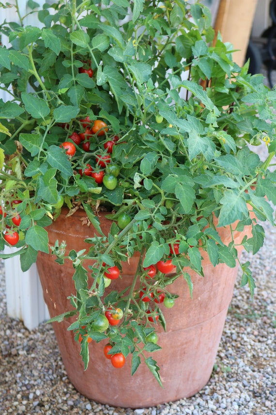 Cherry tomato plant deals