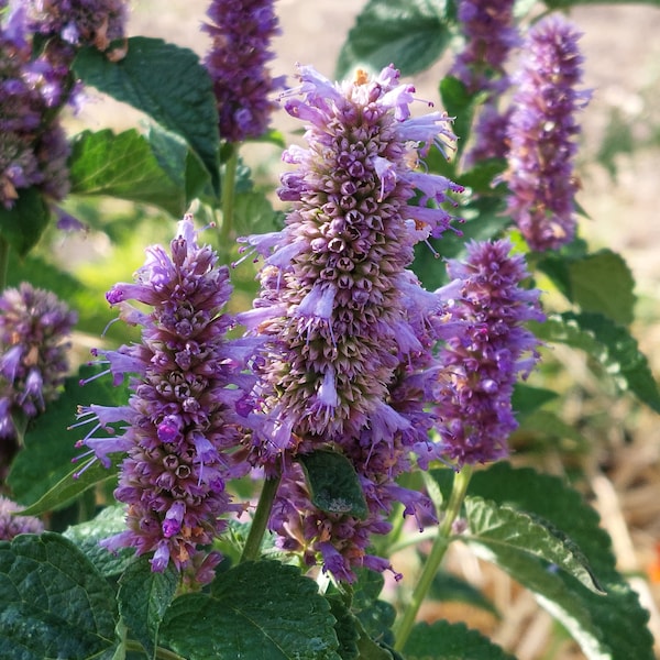 50 Purple Hyssop, hummingbird mint, perennial flower seeds, Agastache seeds