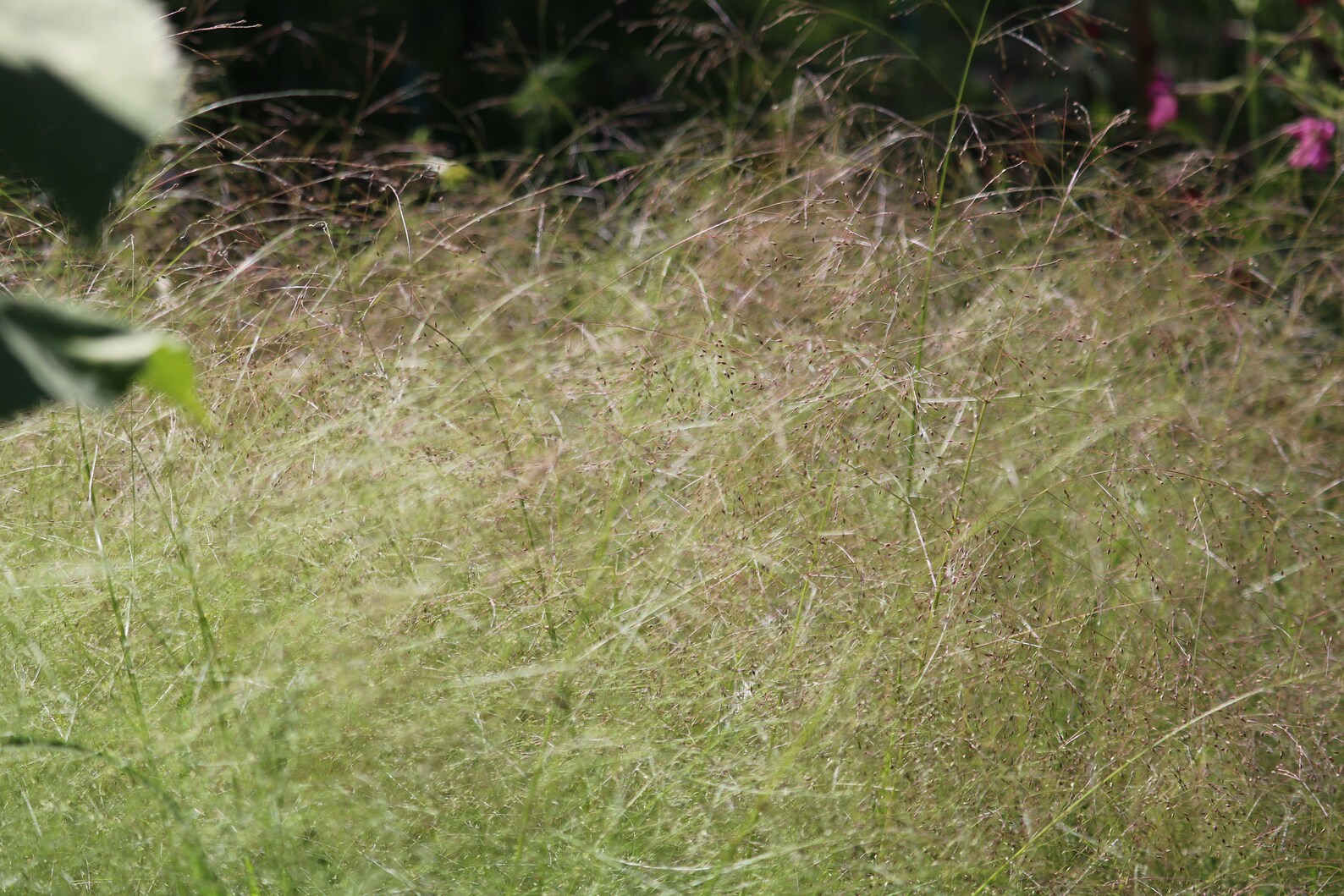 100 Frosted Explosion Optic Grass Seeds Bouquet Filler Etsy