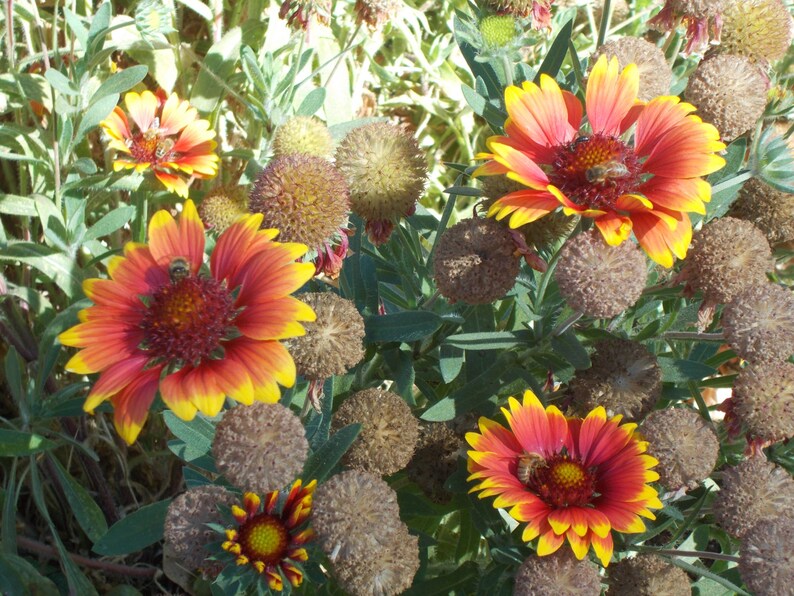 Blanket Flower Seeds perennial flower seeds Gaillardia Etsy
