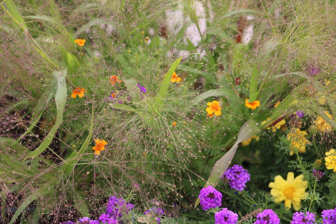 100 Frosted Explosion Optic Grass Seeds Bouquet Filler Etsy