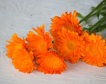 50 Bright Orange Calendula seeds for cut flowers, tall edible flowers,  medicinal and cosmetic herb when dried, marigold seeds
