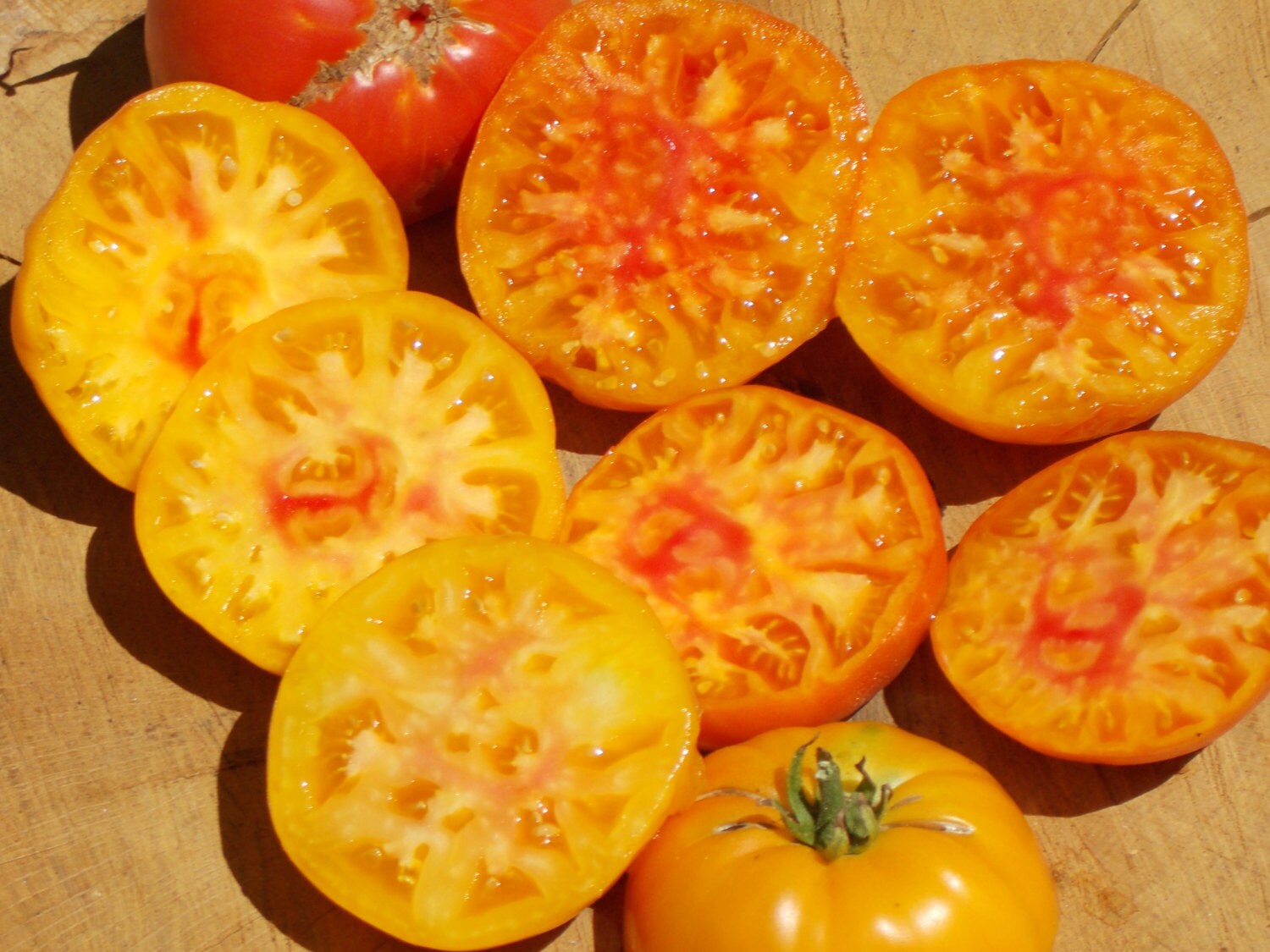 Hillbilly Potato Leaf Tomato Seeds Hillbilly Heirloom Etsy