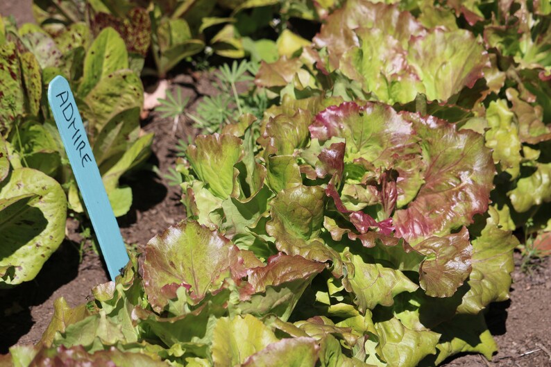 SALE Mixed Lettuce Seed Spring Mix mescalin seeds Organic