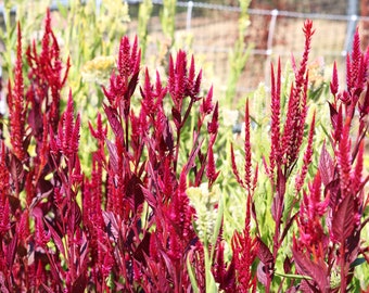 50 Celosia seeds, Red and yellow Pampas Plume, Tall celosia for cutting garden and flower growers