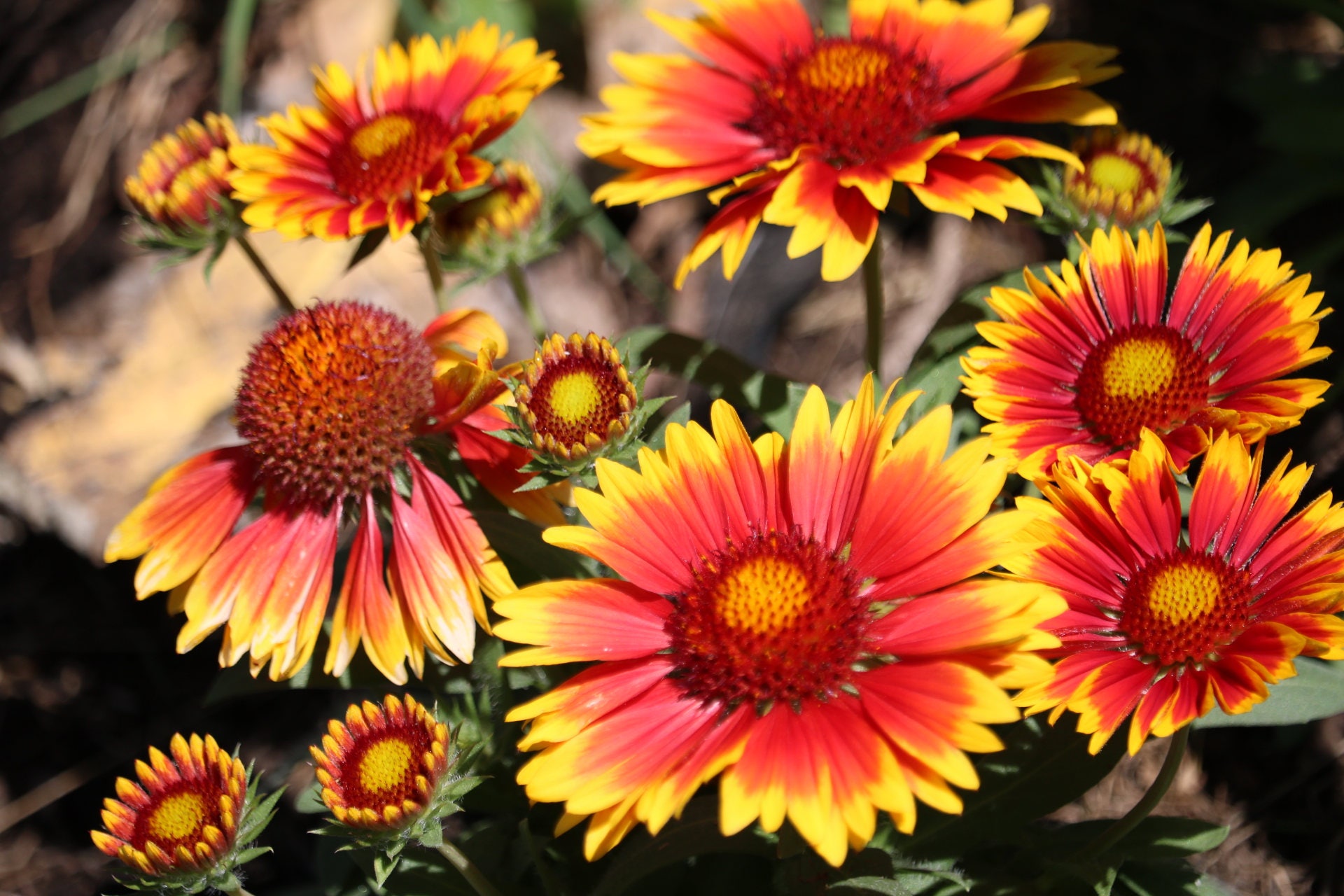Blanket Flower Seeds perennial flower seeds Gaillardia Etsy
