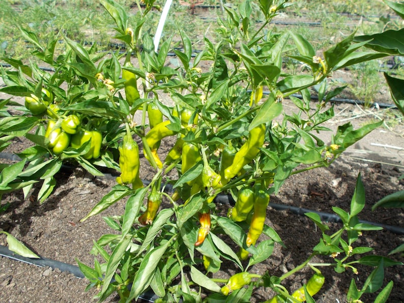 Sweet Pepperoncini Chilli Peppers for Vegetable Gardens Etsy
