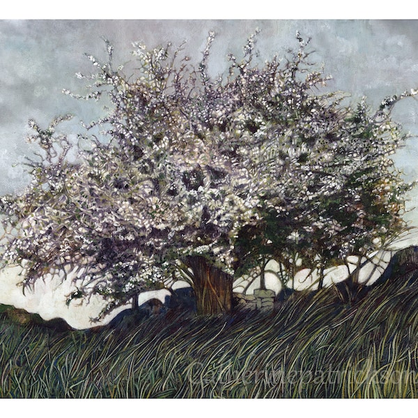 The White Thorn Tree. Original Art Print. May Blossom Tree.  The Fairy Tree. Limited Edition Print. Large Art Print. Tree Art. Hawthorn Tree