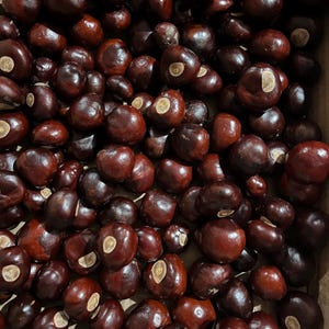 20 Ohio buckeye nuts