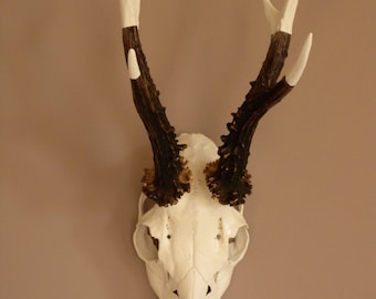 Roe Deer Skull with Cream coloured Antlers tips