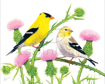 Gold Finches Bird Art print -- Illustration of 2 Yellow Finches