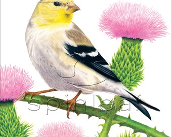 Gold Finch Art Print -- Illustration of Female Yellow Finch Bird