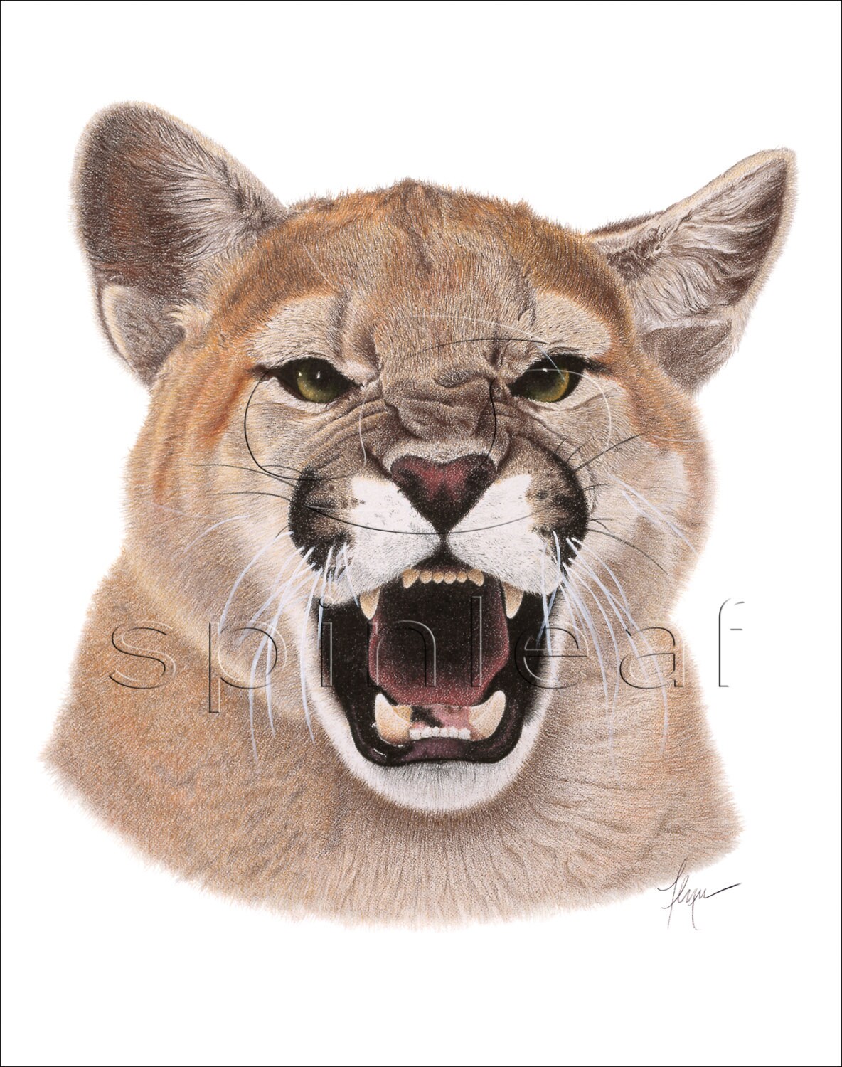 Cougar Art Print Wildlife Art Print of Cougar Snarling | Etsy