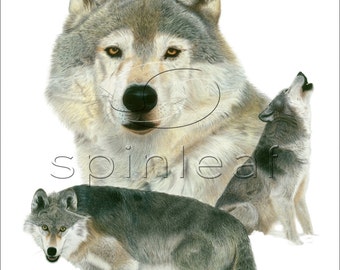 Wolf Art Print -- Wildlife Illustration of Grey Wolves