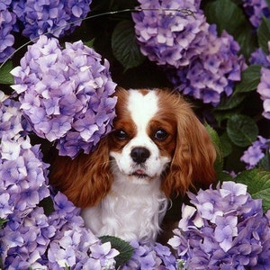 Puede incluir: Un cachorro Cavalier King Charles Spaniel con pelaje marrón y blanco asoma por detrás de un grupo de hortensias moradas.