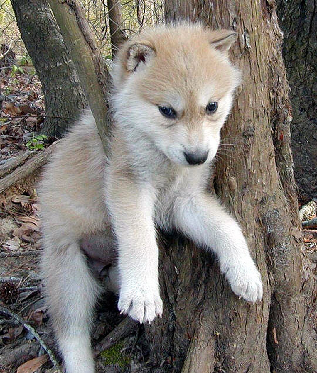 Animal Wolf Puppies Near Me Wolfdog Small Wolf Like Dog Breeds
