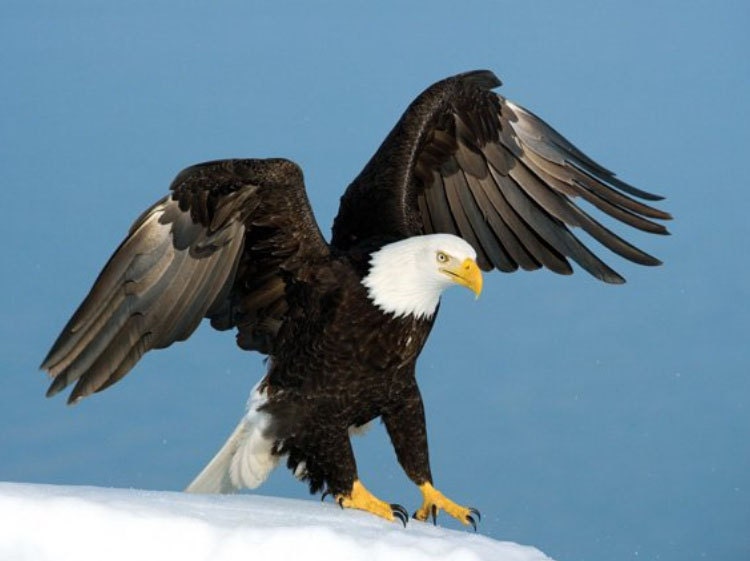 Águila calva del aterrizaje contado cruz puntada patrón 14 o - Etsy México