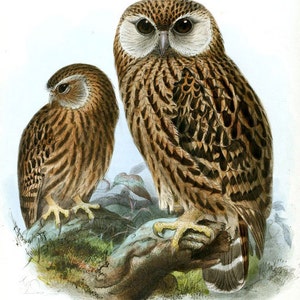 Pair of Owls Cross Stitch Pattern 14 ct. Aida