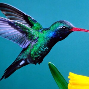 May include: A vibrant green and blue hummingbird with a long, red beak hovers in mid-air, feeding from a yellow daffodil flower.