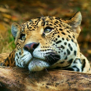 May include: A close-up of a jaguar's face, looking up with its mouth closed. The jaguar has a spotted coat with black markings and a light brown nose. The jaguar is lying on a brown log.