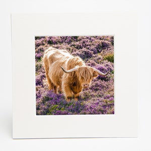 Highland Cow Square Mounted Print