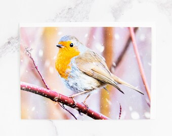 Red Robin Christmas Card