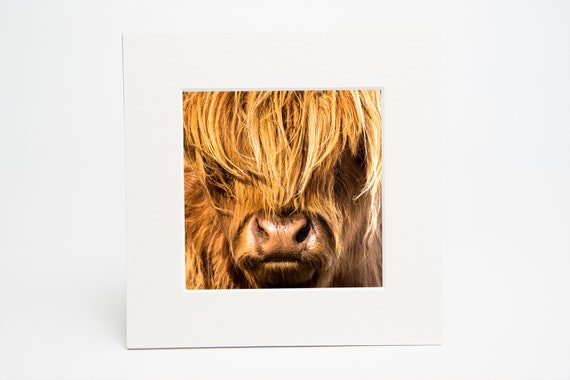 6x6/" Picture and Photo Mounts Cellophane Bags Conservation Backing