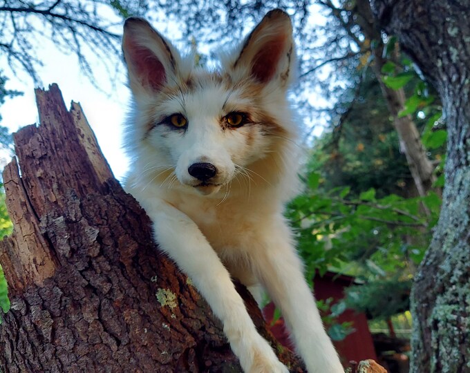 Sunglow Red Marble Fox Floppy Soft Mount Taxidermy, Discounted, Flawed ...