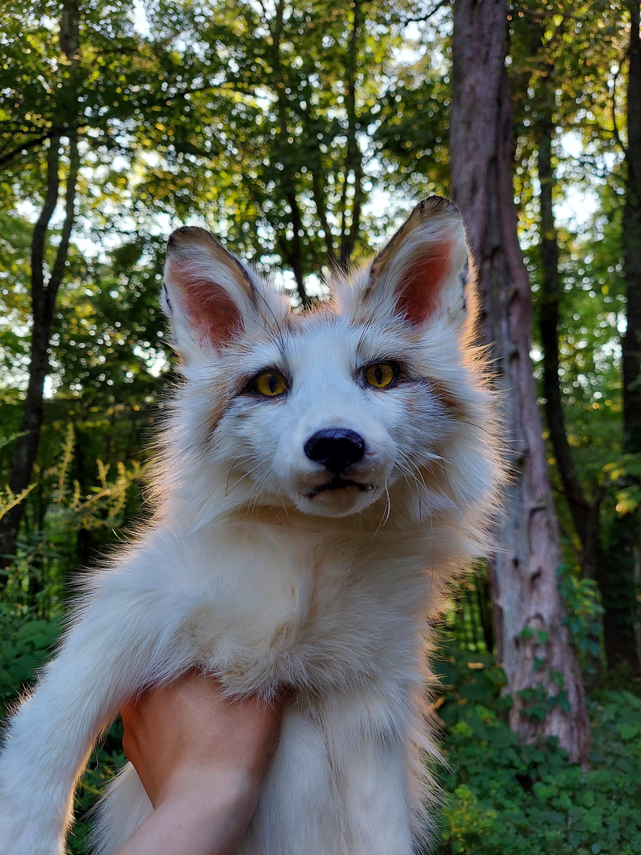 Sunglow Red Marble Fox Floppy Soft Mount Taxidermy - Etsy
