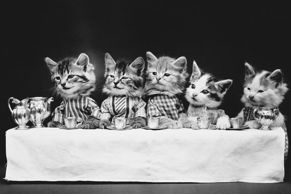White dinner table cat cheap