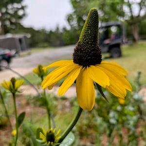 May include: A yellow coneflower featuring a prominent, dark brown, cone-shaped center and elongated, drooping petals. The flower is supported by a slender green stem, with smaller, developing flower buds visible on the lower portion of the plant.