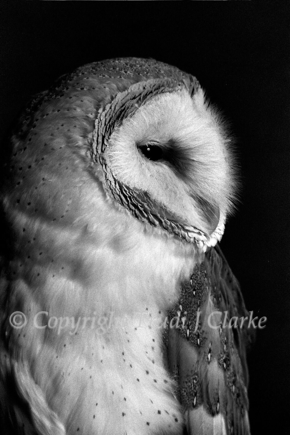 Barn Owl