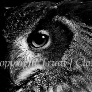 May include: A black and white close-up photograph of an owl's eye. The owl's eye is large and round, with a dark pupil and a light iris. The feathers around the eye are soft and fluffy.