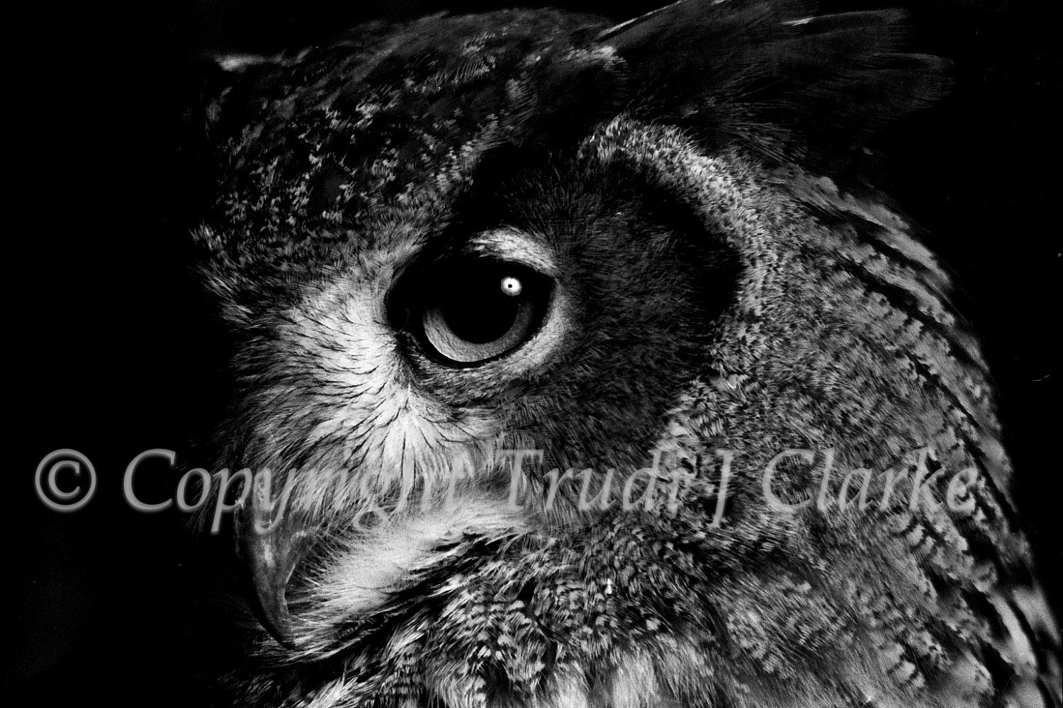 Eagle Owl