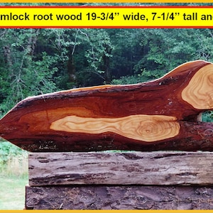 May include: Bark-on Hemlock root wood, 19 3/4 inches wide, 7 1/4 inches tall and 1/2 inch thick. The wood has a reddish-brown color with lighter brown and yellow streaks. The wood is sitting on a stack of logs.