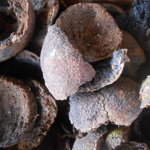 May include: Close-up of a pile of dried, dark brown walnut shells. The shells have a rough, textured surface with varying shades of brown and black. Some shells are broken, revealing the inner texture. The image suggests a natural, organic theme.