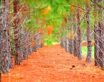 Herfst natuurfotografie voor thuis | Digitaal downloaden