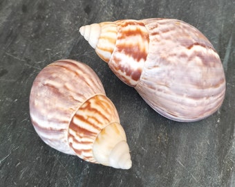 Set of 2 African Snail Sea Shells, For your Crafts, Wedding Decor, Coastal Home Decor