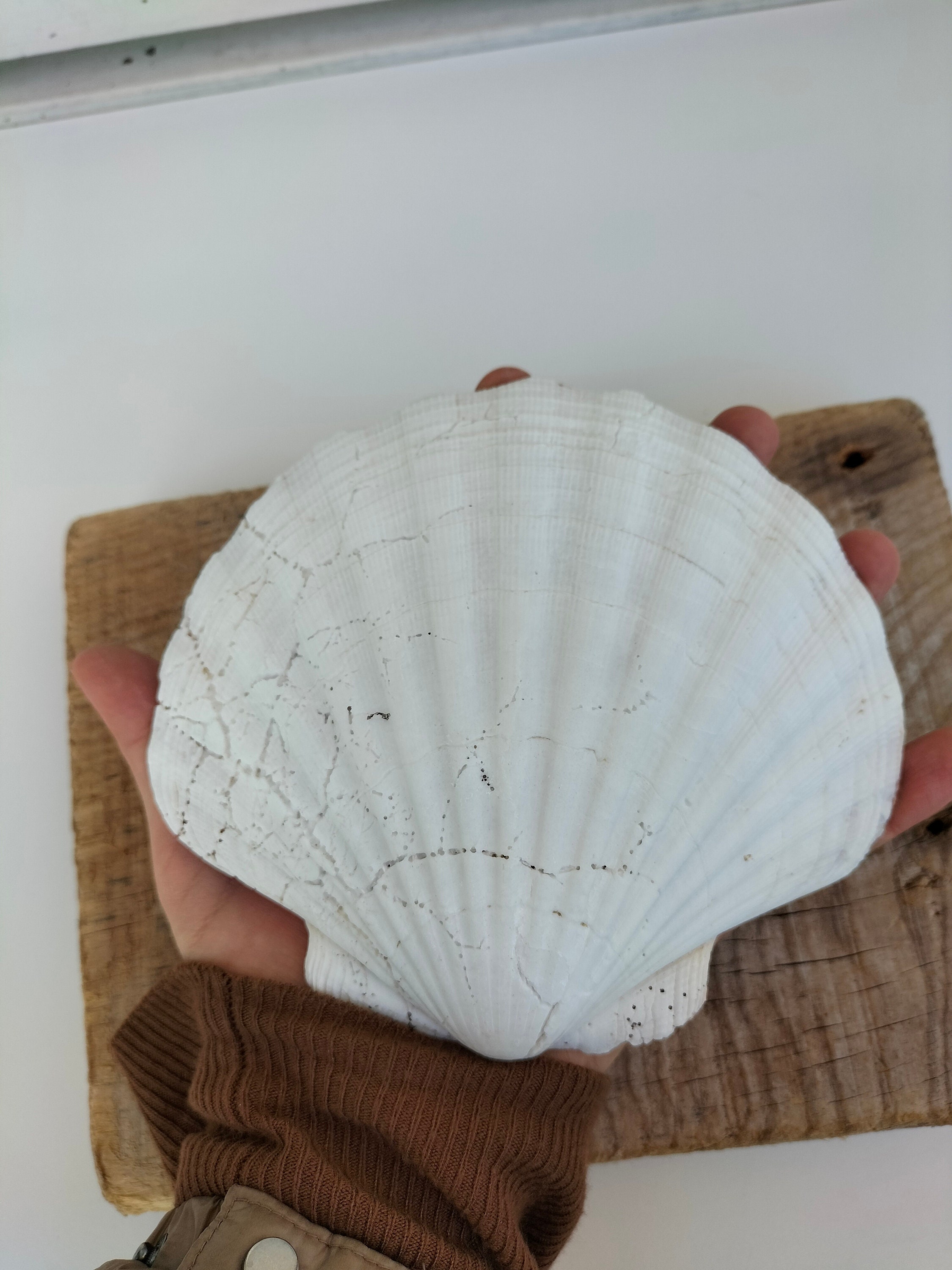 6 Large FLAT Scallop Shells 10-12cm Natural Sea Natural Crafts Serving Dish 