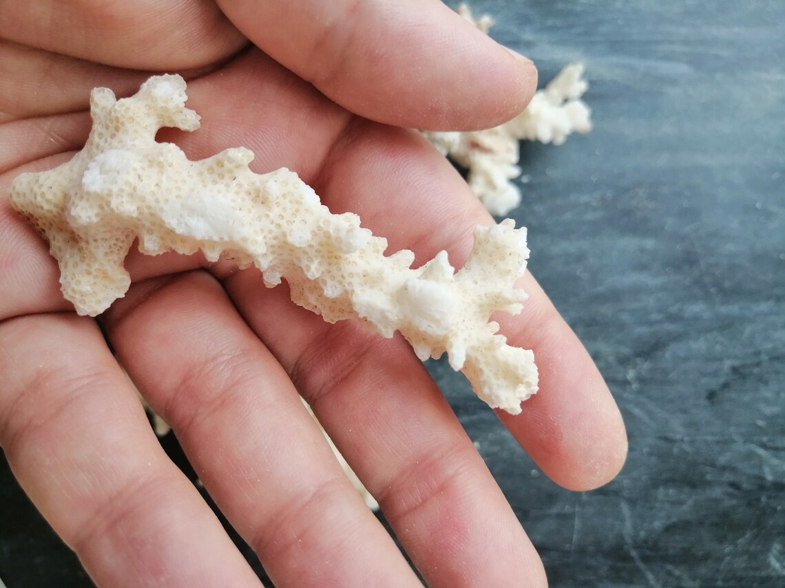 3 Natural White Sea Coral Pieces Branches of White Corals Etsy