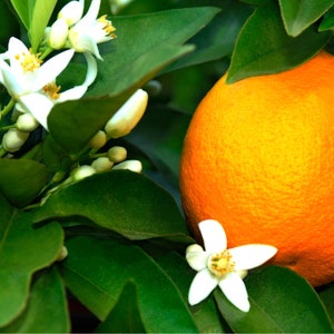 Orange Blossom Vanilla Attar- 100% natural blend