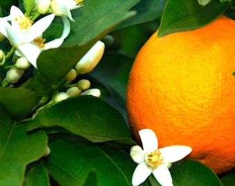 Attar de vainilla y flor de naranja: mezcla 100 % natural