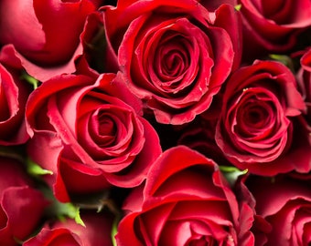 isparta rose otto -pure absolute- 100% natural