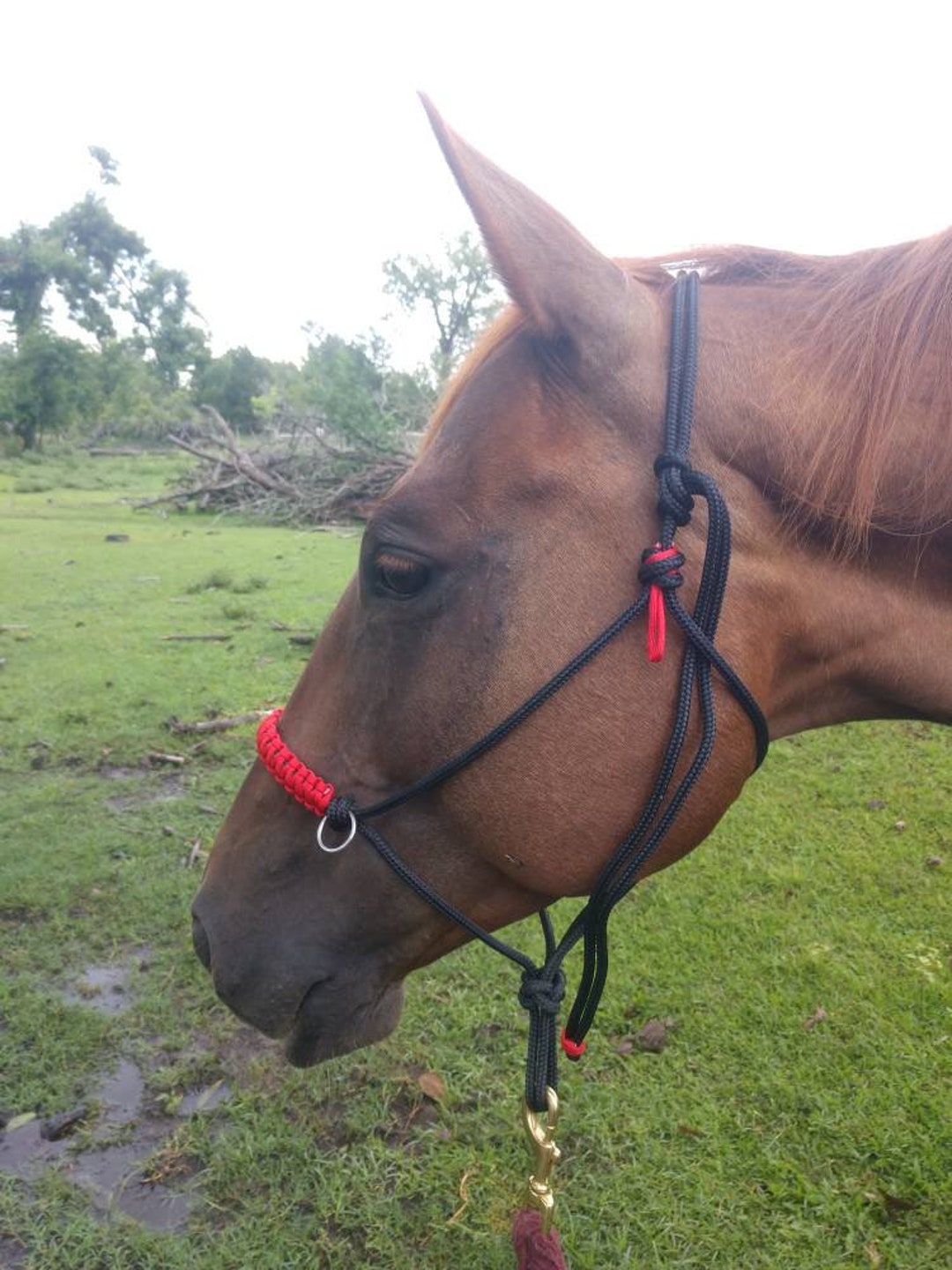 Bit Less Rope Halter Caddy | Rope Sidepull Halter Bitless Bridle - Etsy