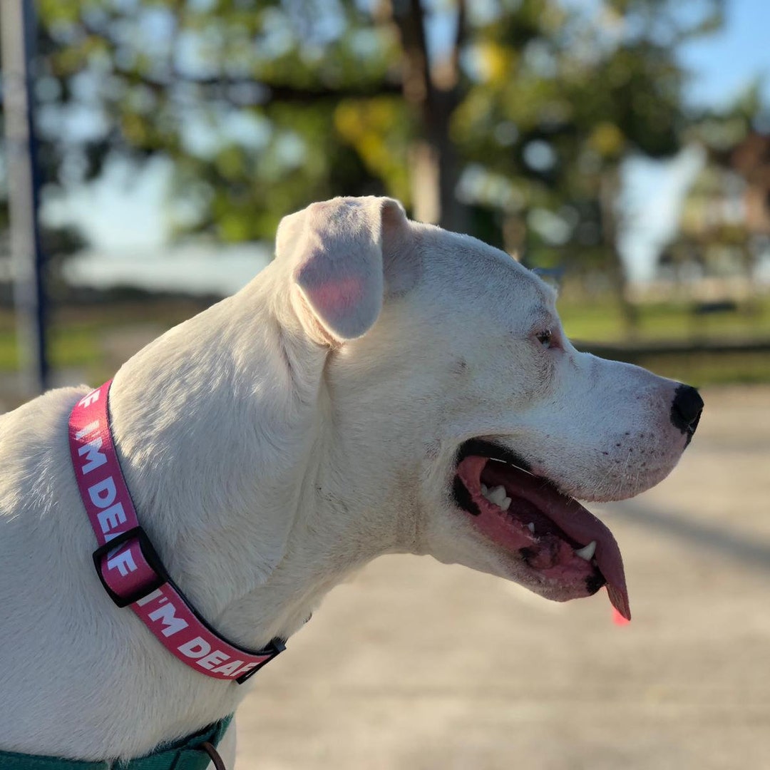 Im Deaf Dog Collar /printed Dog Collar / Adjustable Dog Collar Etsy