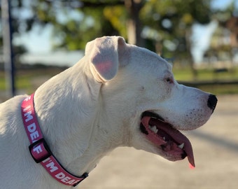 deaf dog accessories