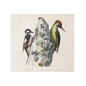 Antique Hand Colored Engraving of Birds L&#39;Epeiche and Le Pic Vert A Tete Rouge - Woodpeckers